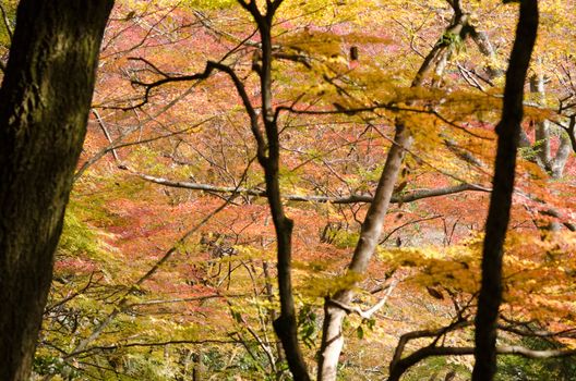 Red leaves of the japanese maple in a forest in autumn, foliage