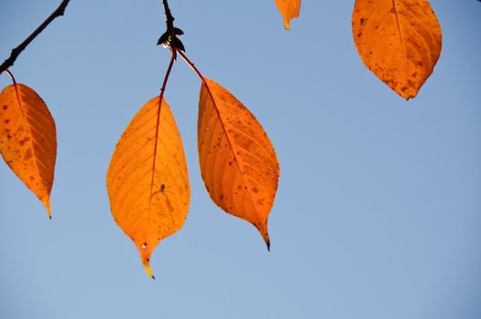 A branch with brown leaves on a cherry tree in back-light in autumn with a spider