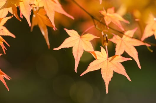 Red leaves of the japanese maple in autumn, foliage