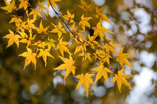 Yellow leaves of the japanese maple in autumn, foliage