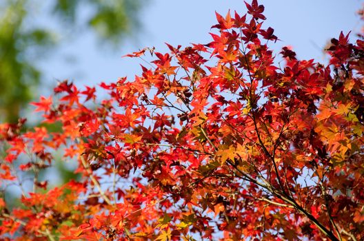 A branch of  red leaves of japanese maple in backlight, in front of a blue sky