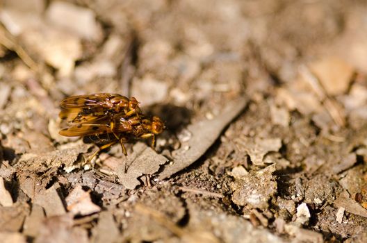 Two yellow brown japanese flies mating on a forest floor
