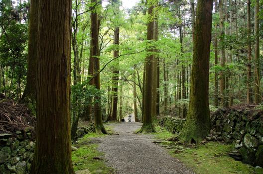 Path in a japanese forest with vivid green leaves and old tall trees