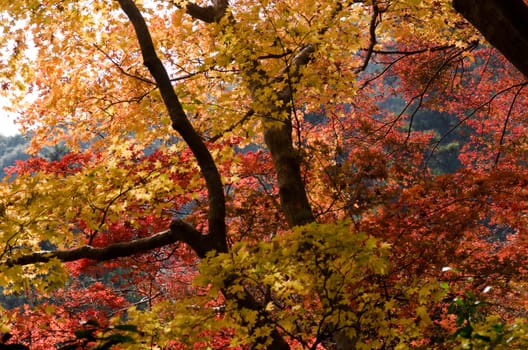 Red leaves of the japanese maple in a forest in autumn, foliage