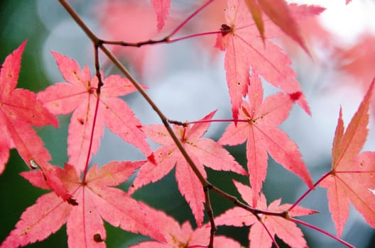 Red leaves of the japanese maple Acer palmatum in autumn, foliage