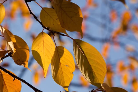 Golden leaves of a cherry tree in autumn, foliage
