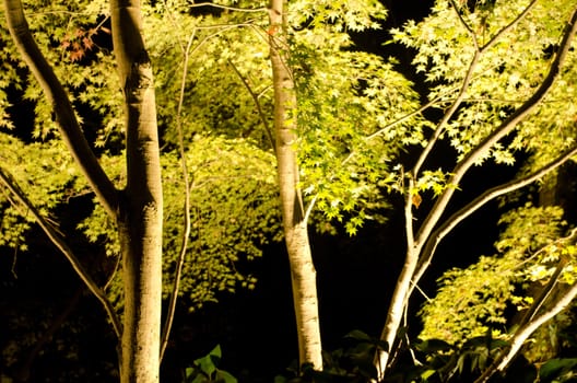 Maple tree with green leaves in artificial light