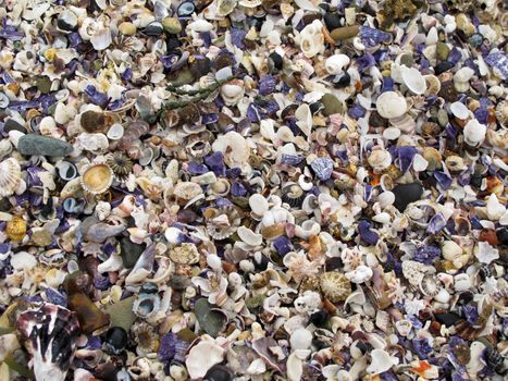 background of a beach covered by shells in australia