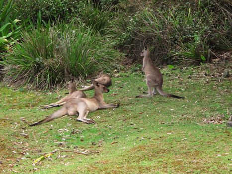 Eastern Grey Kangaroos, Macropus giganteus, relax on grass