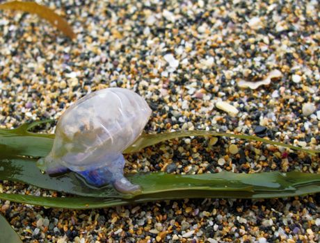 toxic portuguese man of war physalia physalis on the beach in australia