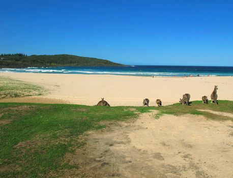 beach in australia with kangaroos, blue sky and people swimming