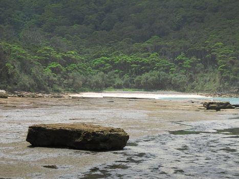 rocky tidal shore in australia with forest in the background