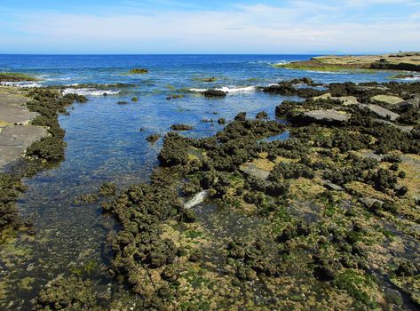 Intertidal rock platform at the east coast of Australia, tunicates