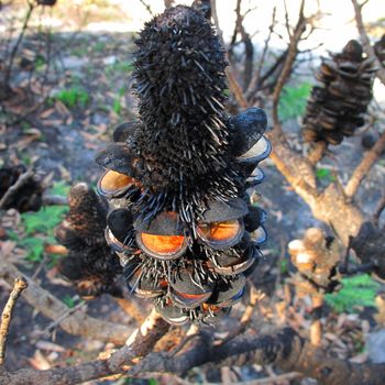 black Banksia seed pood after bush fire in Australia