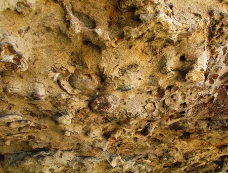 Fossil bed, Lagerst�tte of bivalve fossils in devonian sandstone