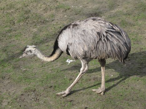 full image of a rhea on a meadow in the zoo of Copenhagen