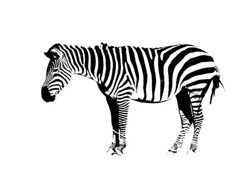 Outline of a Zebra in black and white on white background