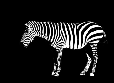 Outline of a Zebra in black and white on black background