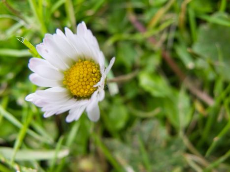 closeup of a daisy flower, bellis perennis, on a meadow
