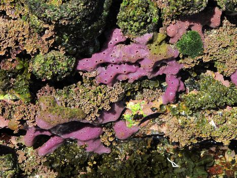 purple marine sponge in the rocky intertidal of east australia