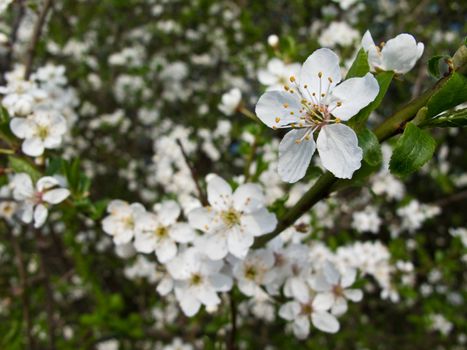 closup of a flower of a blackthorn, Prunus spinosa blooming