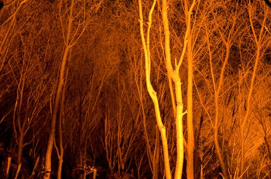 Tree stems at night in artificial light