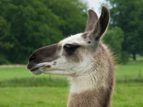 head of a llama, lama, seen from the side, trees in background