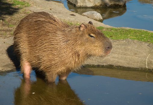 Capybara, Hydrochoerus hydrochaeris in sideview standing in water