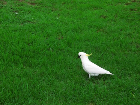Sulphur-crested Cockatoo on green grass Cacatua galerita