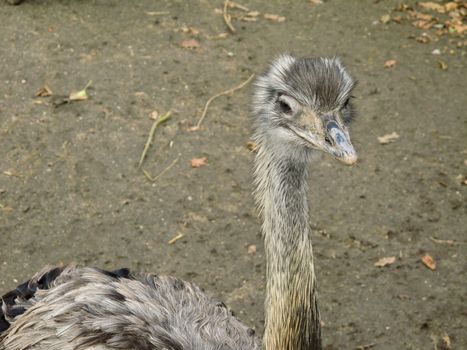 head and neck of a rhea americana seen from above