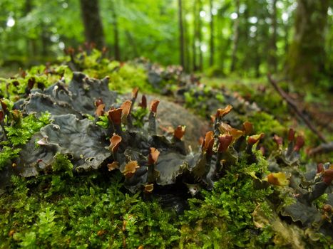 liverworts in a forest in sweden