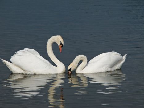 Two Mute Swans, Cygnus olor looking at each other with bend necks 