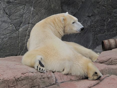 polar bear looking backwards in the zoo of Copenhagen