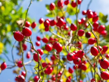 rose hip on bush in autumn with blue sky