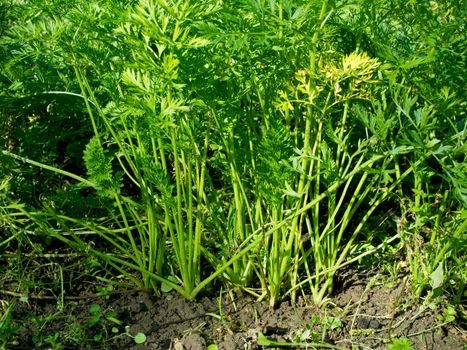 Closeup of carrots in soil just before harvest