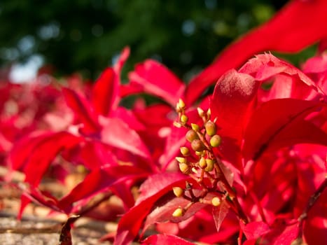 Parthenocissus quinquefolia, virginia creeper with red leaves in autumn