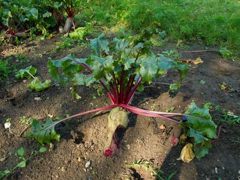 Beetroot, Beta vulgaris, in soil, produced by organic farming with damage caused by rats