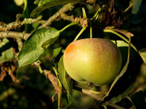 ripe apple on tree in late sunlight