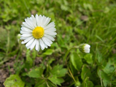 closeup of a daisy flower, bellis perennis, on a meadow