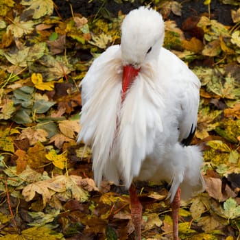 White stork resting, Ciconia ciconia seen from above with colored leaves in background