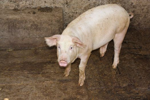 pig on a farm 