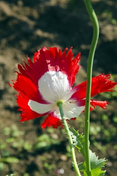 Poppy flower bloom water drops and stem. Red white green colors.