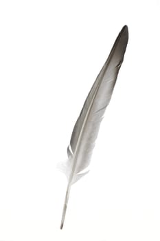 Dove feather isolated on white