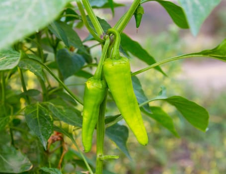 Green hot chili pepper growing on bush with blurred background 