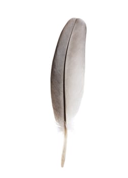 Dove feather isolated on white