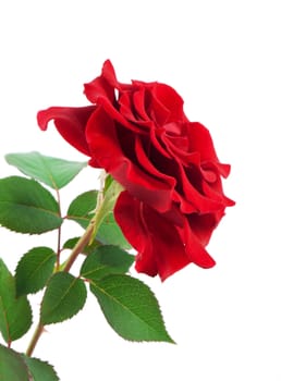 Red rose isolated on white background