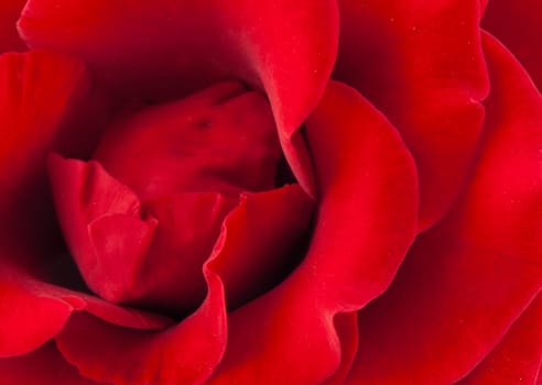 Macro shot of red rose