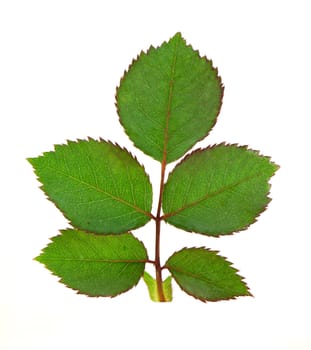 Green leaf of rose isolated on white background