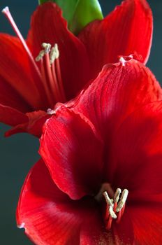 Close up of a red amaryllis on dark background