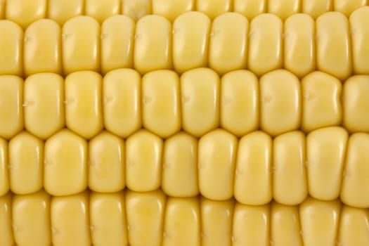 Yellow corn background